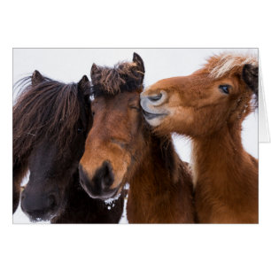 Cartão Amigos do cavalo islandês, Islândia