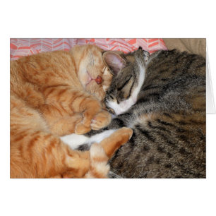 Cartão Amigos do Nap