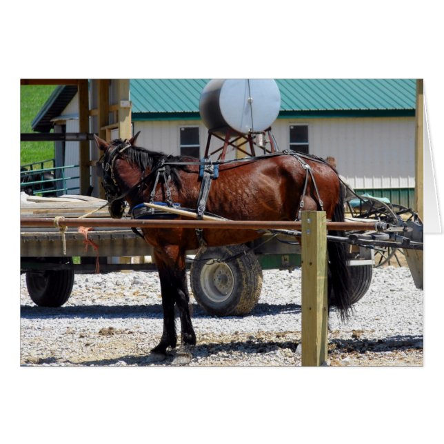 Cartão Amish Horse (Frente Horizontal)