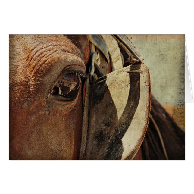 Cartão Amish Horse Eye (Frente Horizontal)