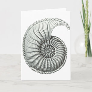 Cartão Ammonite