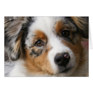 Cartão Amo minha Aussie