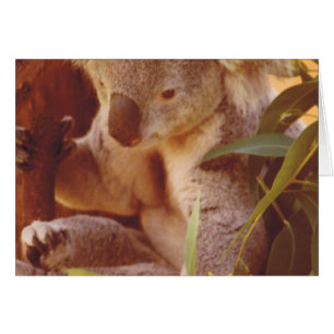 Cartão Amor com Urso Koala