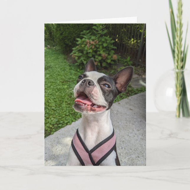 Cartão Amor de Boston Terrier (Frente)