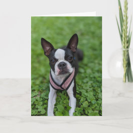 Cartão Amor de Boston Terrier
