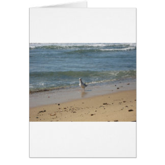 Cartão Amor de gaivota de praia em Montauk