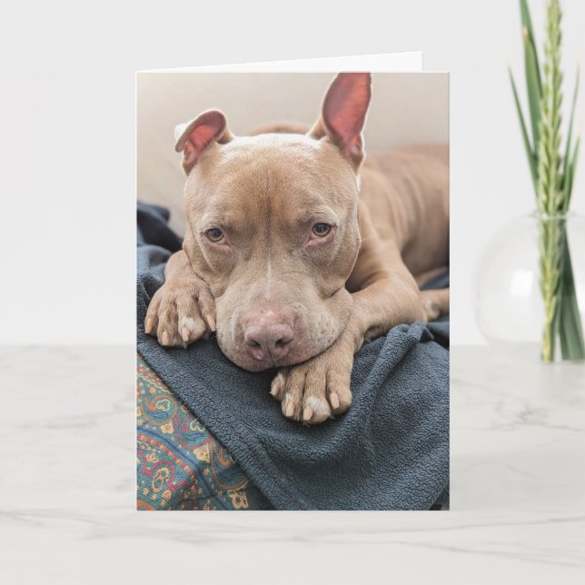 Cartão Amor de Pit Bull em Branco (Frente)