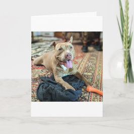 Cartão Amor de Pitbull