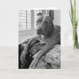Cartão Amor de Pitbull