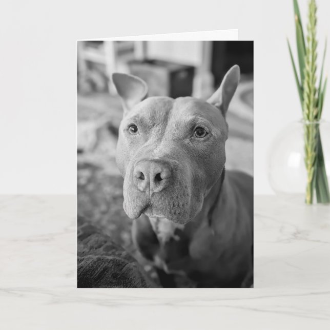 Cartão Amor de Pitbull (Frente)
