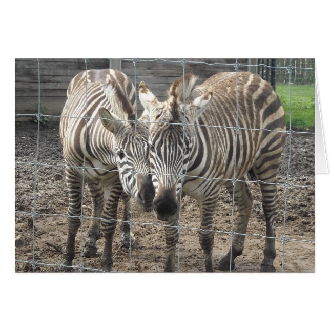 Cartão Amor de Zebra - em branco (Frente Horizontal)