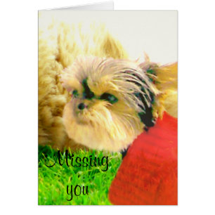 Cartão Amor e cuidado, Cães_