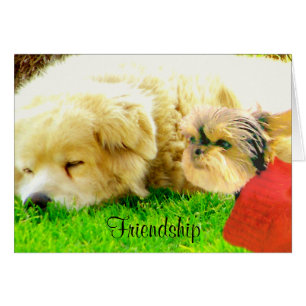 Cartão Amor e cuidado, Cães_