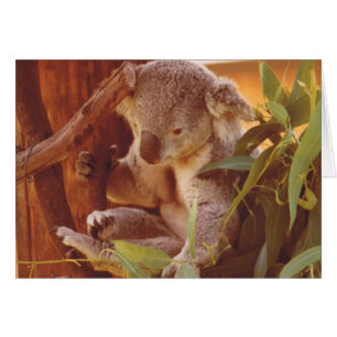 Cartão Amor Koala