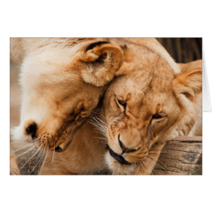 Cartão Amor Leões abraçando animais