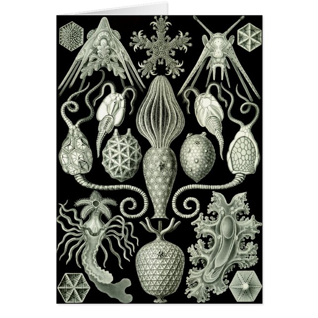 Cartão Amphoridea (Frente)