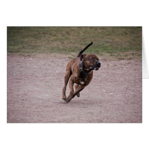 Cartão Amstaff em execução
