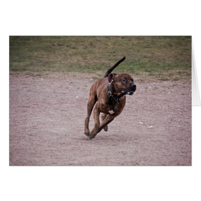 Cartão Amstaff em execução (Frente horizontal)
