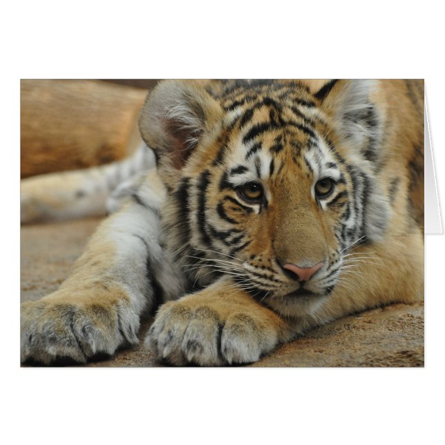 Cartão Amur Tiger Cub (Frente Horizontal)
