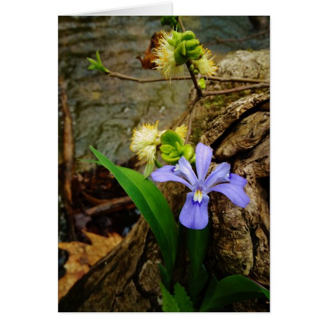 Cartão Anã-Caverna-Iris, flor branca púrpura azul-púrpura (Frente)