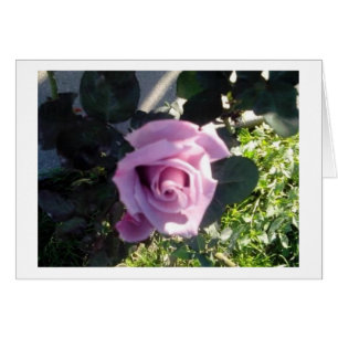 Cartão Ana Rosa