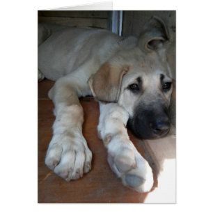 Cartão Anatolian Shepherd