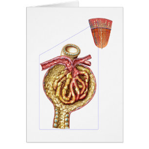 Cartão Anatomia da cápsula Glomerular dos arqueiros