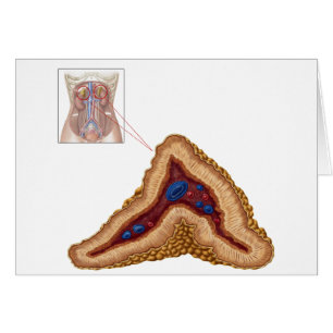 Cartão Anatomia da glândula ad-renal, seção transversa