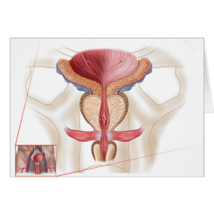 Cartão Anatomia da glândula de próstata