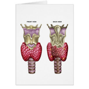 Cartão Anatomia da glândula de tiróide com laringe &