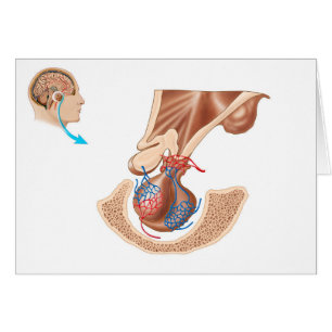 Cartão Anatomia da glândula pituitária