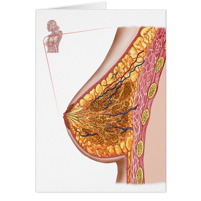 Cartão Anatomia Da Mama Feminina (Frente)