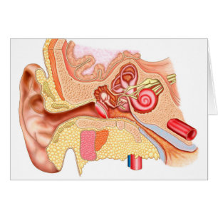 Cartão Anatomia da orelha humana