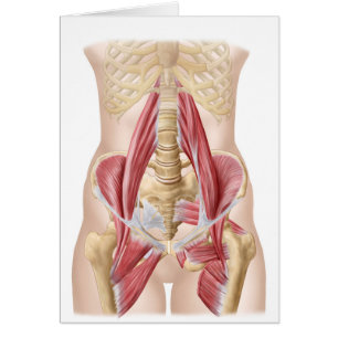 Cartão Anatomia de Iliopsoa, os músculos do quadril da