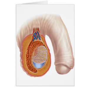 Cartão Anatomia De Testemunhos Masculinos