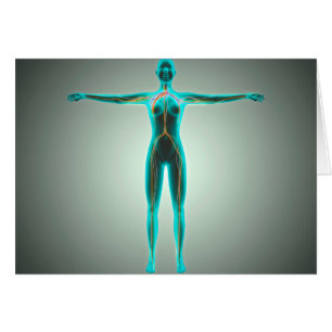 Cartão Anatomia Do Corpo Feminino Com Artérias E Veias