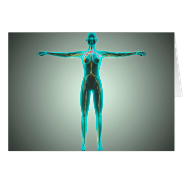 Cartão Anatomia Do Corpo Feminino Com Artérias E Veias (Frente Horizontal)