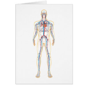 Cartão Anatomia do corpo humano e do sistema circulatóri