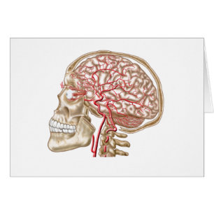 Cartão Anatomia do crânio, do globo ocular e de artéria