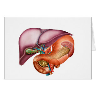 Cartão Anatomia do fígado, vista Antero-Visceral