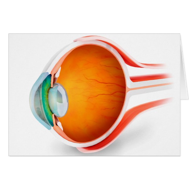 Cartão Anatomia Do Olho Humano, Perspectiva (Frente Horizontal)