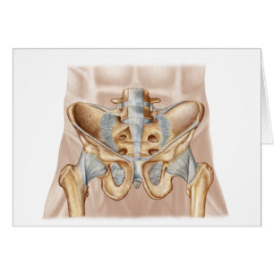 Cartão Anatomia do osso e de ligamentos pélvicos humanos