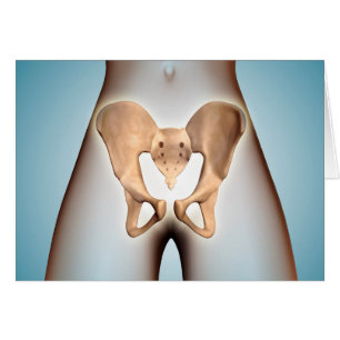 Cartão Anatomia do osso pélvico no corpo fêmea