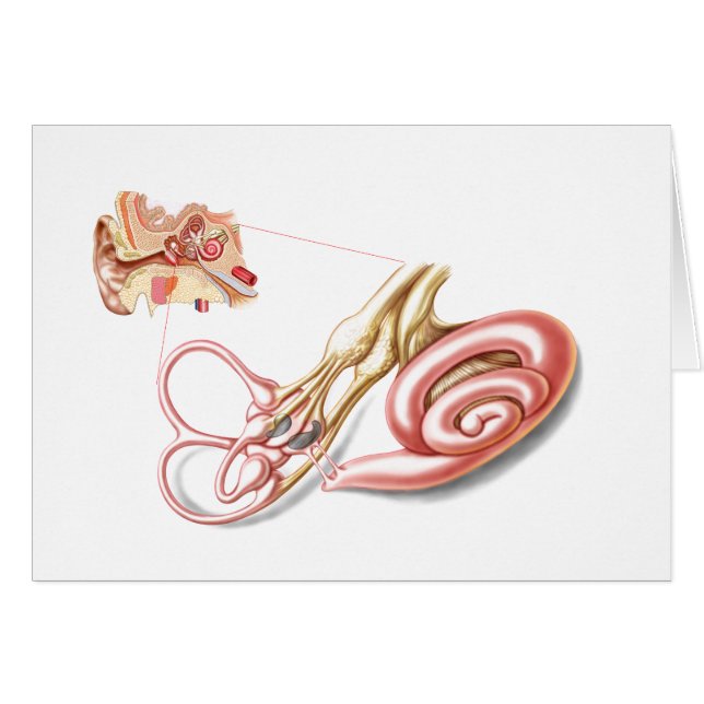 Cartão Anatomia Do Ouvido Humano, Labirinto Membranar (Frente Horizontal)