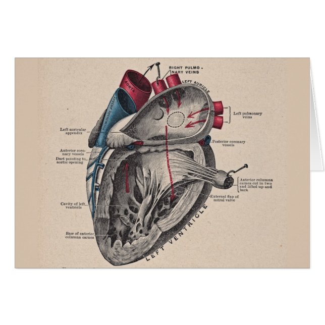 Cartão Anatomia do sistema cardiovascular do coração do (Frente Horizontal)