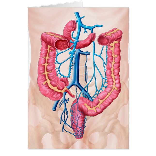 Cartão Anatomia Do Sistema Da Veia Abdominal Humana (Frente)