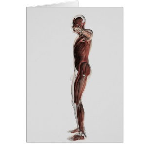 Cartão Anatomia do sistema muscular masculino, vista
