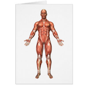 Cartão Anatomia do sistema muscular masculino, vista