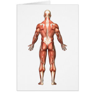 Cartão Anatomia Do Sistema Muscular Masculino, Vista De T