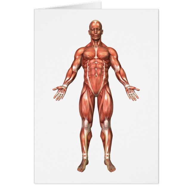 Cartão Anatomia Do Sistema Muscular Masculino, Vista Fron (Frente)